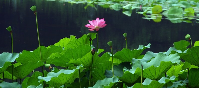 荷花
