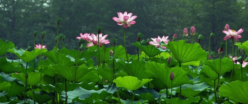 荷花