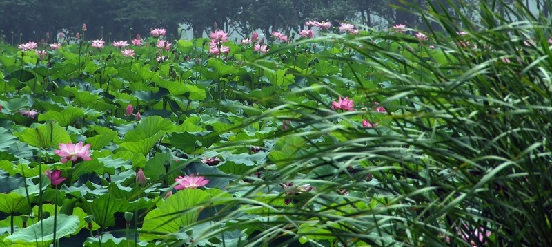 荷花