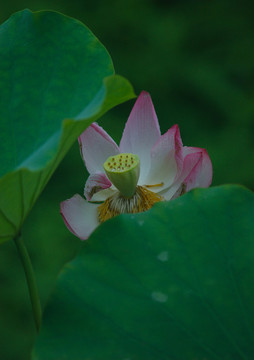 荷花