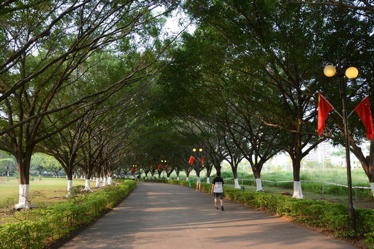 綠樹