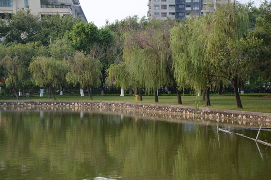 綠樹
