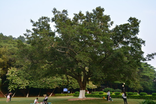 綠化