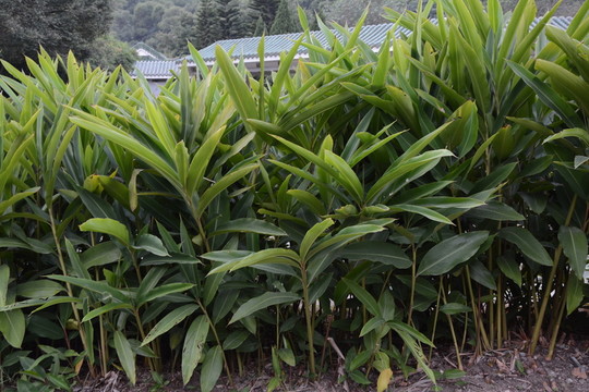 綠樹