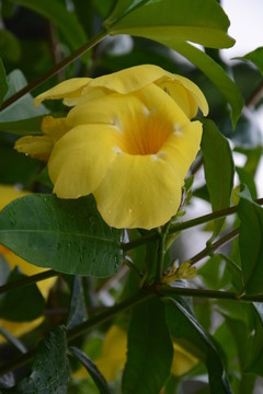 黃花