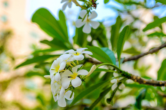 雞蛋花
