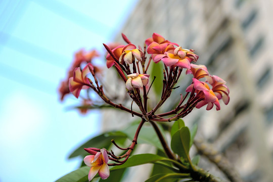 雞蛋花