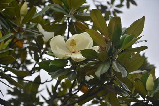 玉蘭花