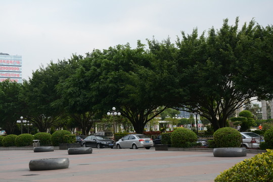 綠樹