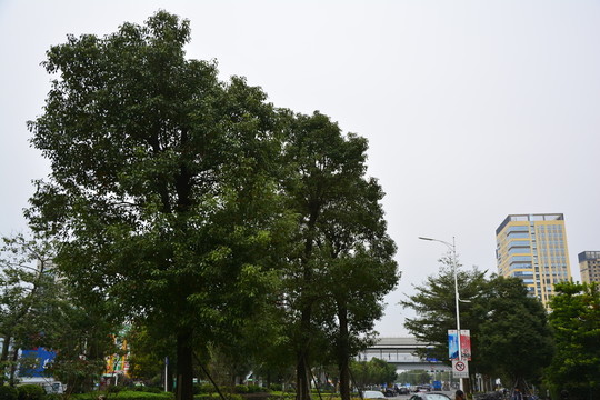 綠樹