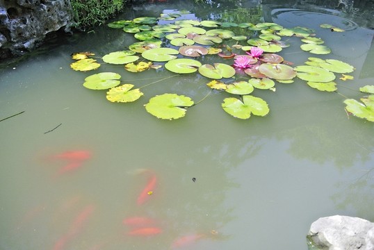 水墨荷花 金魚睡蓮 蓮葉背景
