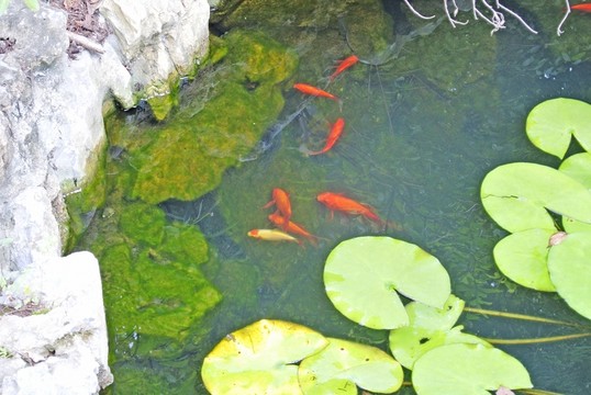水墨荷花 金魚(yú)睡蓮 蓮葉背景