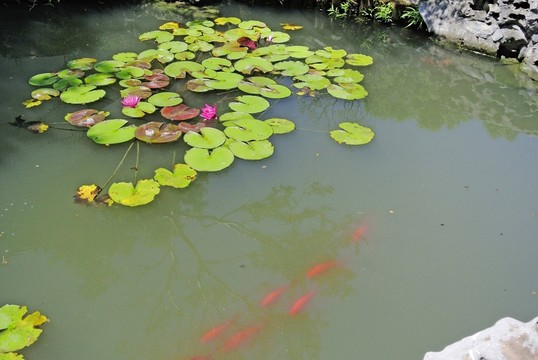 水墨荷花 金魚睡蓮 蓮葉背景