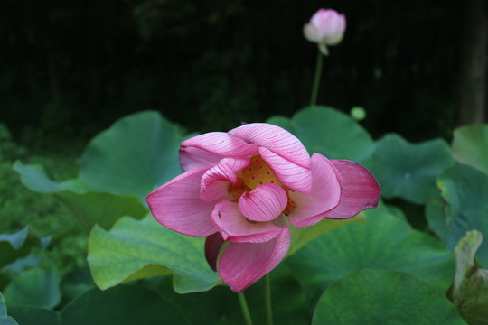 嬌艷荷花