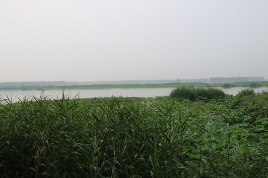 微山湖濕地