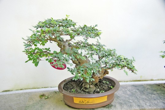 盆景 盆栽 根雕 榆樹