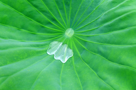 雨中的荷葉