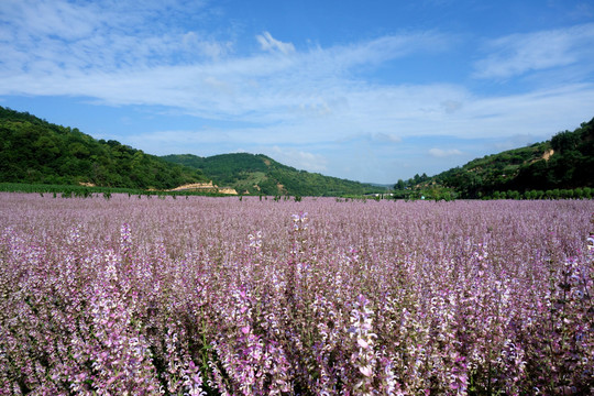 香籽 花海 香籽花