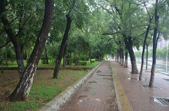 雨后的公園