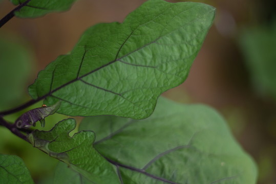 紫茄子葉子與瓢蟲