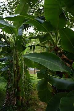 芭蕉樹