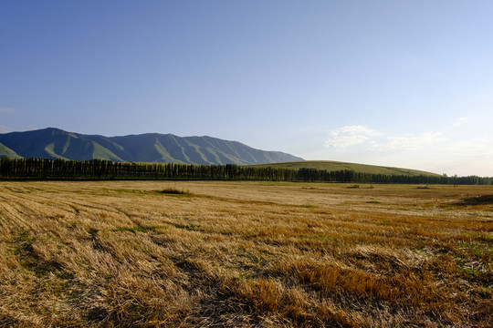 田野