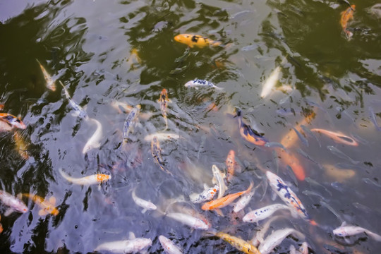 鯉魚(yú)