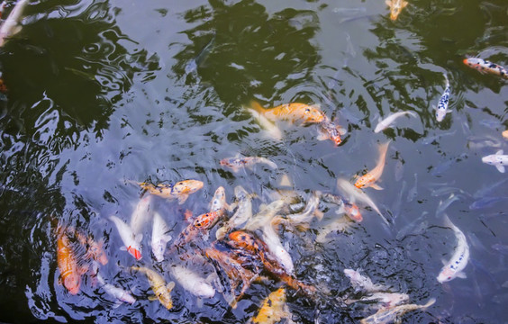 鯉魚