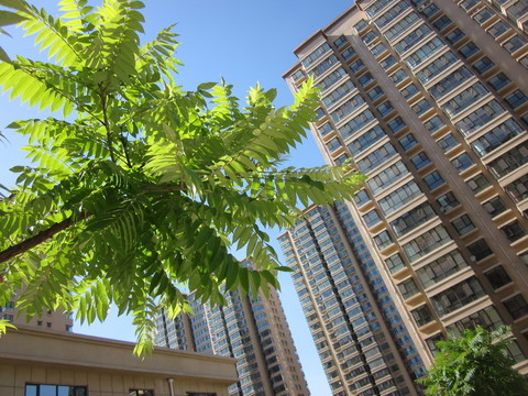 夏季的樹(shù)枝