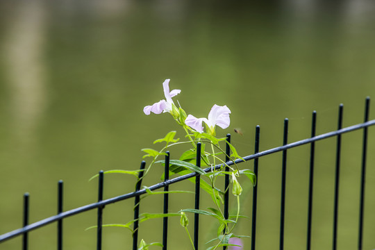 牽牛花