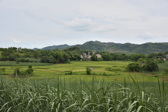 鄉(xiāng)村