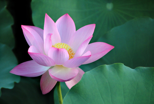 荷花