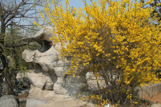 公園風(fēng)景  景觀樹  春天