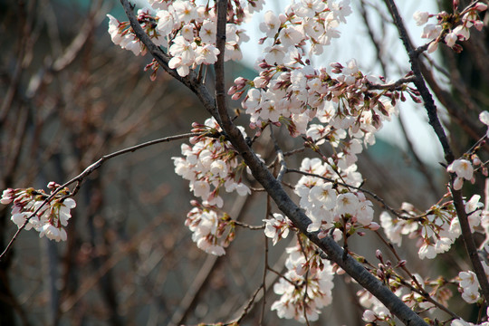 櫻花