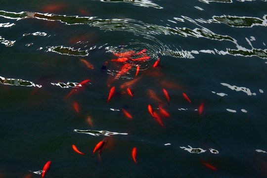 金魚  紅魚 魚塘