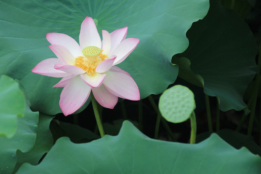 荷花