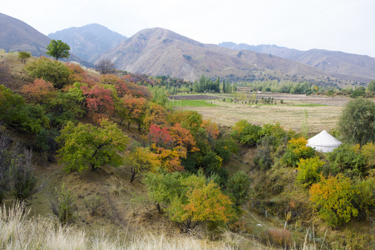 小樹林