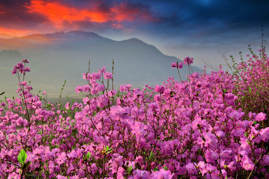 桃花