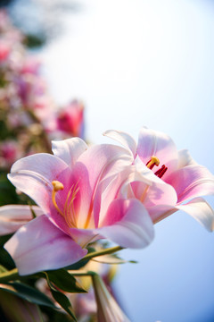 百合花 百合文化節(jié)