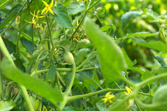 農(nóng)家菜園番茄