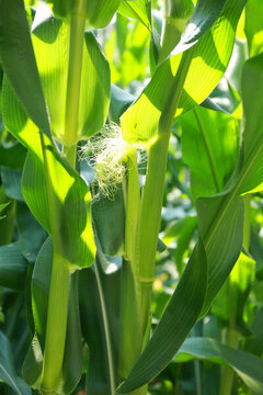 農(nóng)家菜園玉米