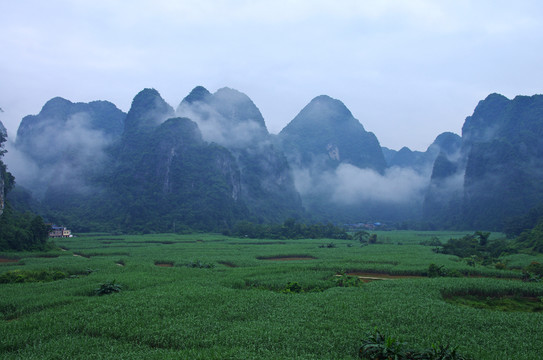 霧景 晨霧