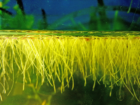 浮萍 根 魚缸 水下 漂浮