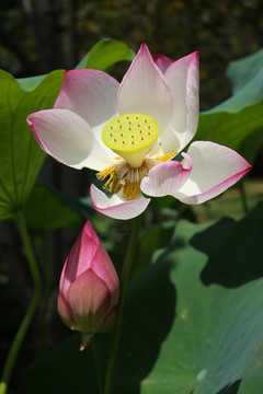 荷花
