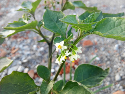 白色的小花