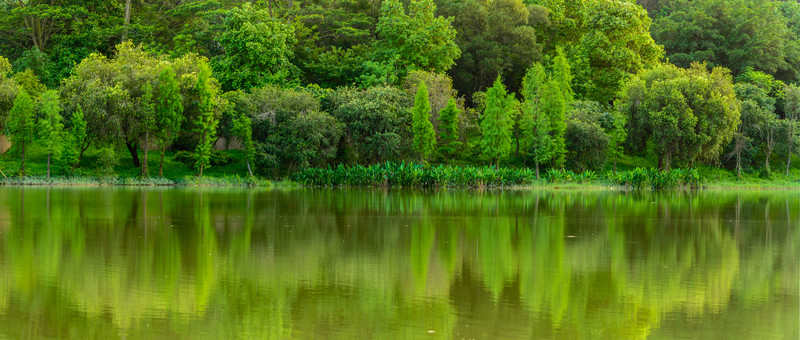陽光湖水樹林