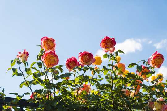 月季花