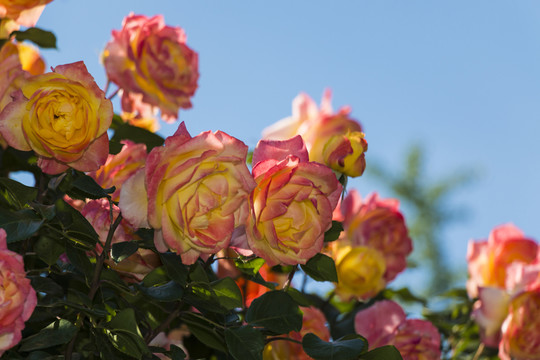 月季花