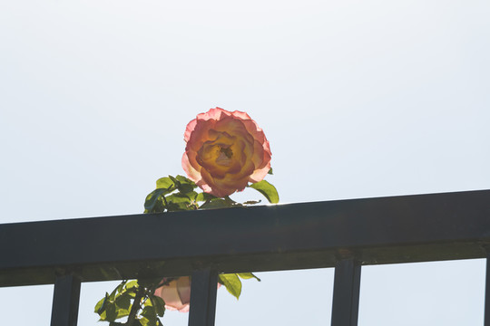 月季花