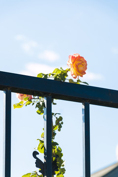 月季花